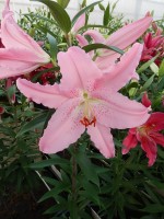 [4356 Chelsea DJ No02.JPG]